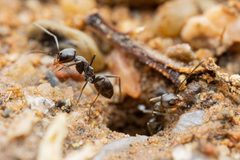 Dorymyrmex insanus by (c) Jake Nitta, some rights reserved (CC BY), uploaded by Jake Nitta. Used under a CC-BY license.