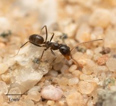 Dorymyrmex insanus by no rights reserved, uploaded by Jesse Rorabaugh. Used under a CC0 license.