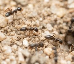 Dorymyrmex insanus by no rights reserved, uploaded by Jesse Rorabaugh. Used under a CC0 license.