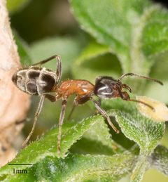 Liometopum occidentale by no rights reserved, uploaded by Jesse Rorabaugh. Used under a CC0 license.