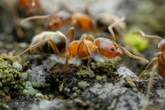 Liometopum occidentale by (c) Jake Nitta, some rights reserved (CC BY), uploaded by Jake Nitta. Used under a CC-BY license.