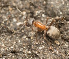 Liometopum occidentale by no rights reserved, uploaded by Jesse Rorabaugh. Used under a CC0 license.