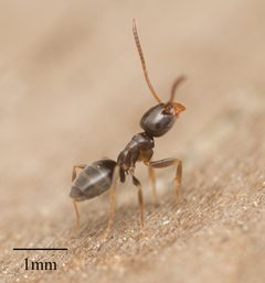 Tapinoma sessile by no rights reserved, uploaded by Jesse Rorabaugh. Used under a CC0 license.