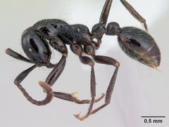 Neivamyrmex pilosus by (c) April Nobile, some rights reserved (CC BY). Used under a CC-BY license.