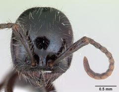 Neivamyrmex pilosus by (c) April Nobile, some rights reserved (CC BY). Used under a CC-BY license.