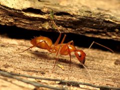 Camponotus castaneus by (c) Katja Schulz, some rights reserved (CC BY). Used under a CC-BY license.