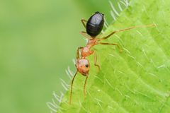 Camponotus by (c) Jonghyun Park, some rights reserved (CC BY), uploaded by Jonghyun Park. Used under a CC-BY license.