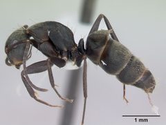 Camponotus novogranadensis by (c) April Nobile, some rights reserved (CC BY). Used under a CC-BY license.