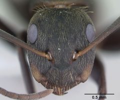 Camponotus novogranadensis by (c) April Nobile, some rights reserved (CC BY). Used under a CC-BY license.
