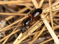 Camponotus vicinus by (c) Jason Alexander, some rights reserved (CC BY), uploaded by Jason Alexander. Used under a CC-BY license.