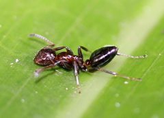 Colobopsis by (c) Even Dankowicz, some rights reserved (CC BY), uploaded by Even Dankowicz. Used under a CC-BY license.