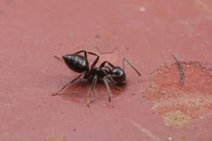 Colobopsis by (c) Jonghyun Park, some rights reserved (CC BY), uploaded by Jonghyun Park. Used under a CC-BY license.