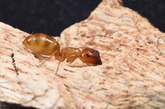 Colobopsis by (c) Jonghyun Park, some rights reserved (CC BY), uploaded by Jonghyun Park. Used under a CC-BY license.