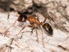 Camponotus essigi by no rights reserved, uploaded by Jesse Rorabaugh. Used under a CC0 license.