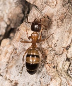Camponotus essigi by no rights reserved, uploaded by Jesse Rorabaugh. Used under a CC0 license.