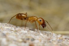 Camponotus festinatus by (c) Jake Nitta, some rights reserved (CC BY), uploaded by Jake Nitta. Used under a CC-BY license.