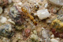 Camponotus festinatus by (c) Jake Nitta, some rights reserved (CC BY), uploaded by Jake Nitta. Used under a CC-BY license.