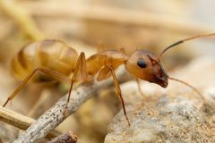 Camponotus festinatus by (c) Jake Nitta, some rights reserved (CC BY), uploaded by Jake Nitta. Used under a CC-BY license.
