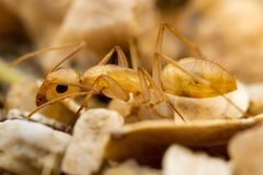 Camponotus festinatus by (c) Jake Nitta, some rights reserved (CC BY), uploaded by Jake Nitta. Used under a CC-BY license.