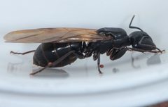 Camponotus laevigatus by (c) Don Loarie, some rights reserved (CC BY), uploaded by Don Loarie. Used under a CC-BY license.