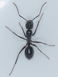 Camponotus laevigatus by (c) Don Loarie, some rights reserved (CC BY), uploaded by Don Loarie. Used under a CC-BY license.