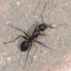 Camponotus laevigatus by (c) Don Loarie, some rights reserved (CC BY), uploaded by Don Loarie. Used under a CC-BY license.