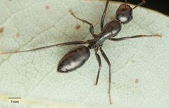 Camponotus laevigatus by no rights reserved, uploaded by Jesse Rorabaugh. Used under a CC0 license.