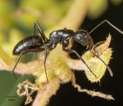 Camponotus laevigatus by no rights reserved, uploaded by Jesse Rorabaugh. Used under a CC0 license.
