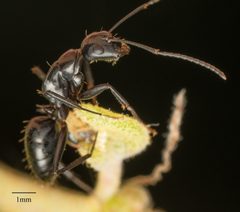 Camponotus laevigatus by no rights reserved, uploaded by Jesse Rorabaugh. Used under a CC0 license.