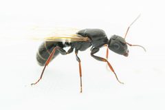 Camponotus mina by (c) Jake Nitta, algunos derechos reservados (CC BY), subido por Jake Nitta. Used under a CC-BY license.
