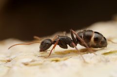 Camponotus mina by no hay derechos reservados, subido por Philipp Hoenle. Used under a CC0 license.