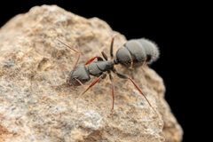 Camponotus mina by (c) Jake Nitta, algunos derechos reservados (CC BY), subido por Jake Nitta. Used under a CC-BY license.