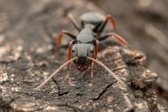 Camponotus mina by (c) Jake Nitta, algunos derechos reservados (CC BY), subido por Jake Nitta. Used under a CC-BY license.
