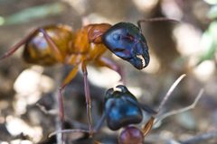 Camponotus sansabeanus by (c) Ken-ichi Ueda, some rights reserved (CC BY). Used under a CC-BY license.