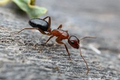 Camponotus sayi by (c) Jake Nitta, some rights reserved (CC BY), uploaded by Jake Nitta. Used under a CC-BY license.