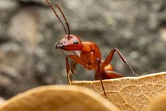 Camponotus schaefferi by (c) Jake Nitta, some rights reserved (CC BY), uploaded by Jake Nitta. Used under a CC-BY license.