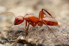 Camponotus schaefferi by (c) Jake Nitta, some rights reserved (CC BY), uploaded by Jake Nitta. Used under a CC-BY license.