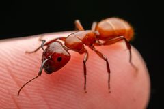 Camponotus schaefferi by (c) Jake Nitta, some rights reserved (CC BY), uploaded by Jake Nitta. Used under a CC-BY license.