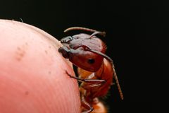 Camponotus schaefferi by (c) Jake Nitta, some rights reserved (CC BY), uploaded by Jake Nitta. Used under a CC-BY license.