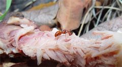 Camponotus schaefferi by (c) Gordon C. Snelling, some rights reserved (CC BY), uploaded by Gordon C. Snelling. Used under a CC-BY license.