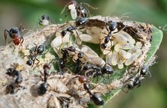 Camponotus sexguttatus by (c) Eridan Xharahi, some rights reserved (CC BY). Used under a CC-BY license.