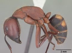 Camponotus socius by (c) April Nobile, some rights reserved (CC BY). Used under a CC-BY license.