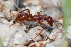 Polyergus by (c) Ken-ichi Ueda, some rights reserved (CC BY), uploaded by Ken-ichi Ueda. Used under a CC-BY license.