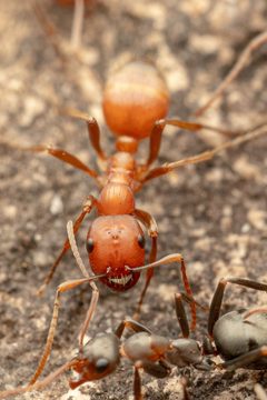 Polyergus topoffi by (c) Jake Nitta, some rights reserved (CC BY), uploaded by Jake Nitta. Used under a CC-BY license.