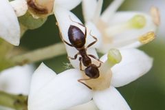 Lasius americanus by (c) Bill Keim, some rights reserved (CC BY). Used under a CC-BY license.