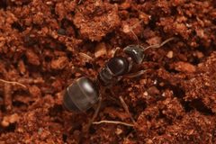Lasius aphidicola by (c) Benjamin Burgunder, some rights reserved (CC BY), uploaded by Benjamin Burgunder. Used under a CC-BY license.