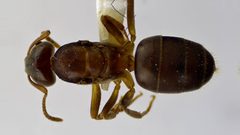 Lasius aphidicola by (c) Emmett Collins-Sussman, some rights reserved (CC BY), uploaded by Emmett Collins-Sussman. Used under a CC-BY license.