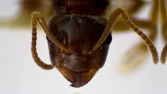 Lasius aphidicola by (c) Emmett Collins-Sussman, some rights reserved (CC BY), uploaded by Emmett Collins-Sussman. Used under a CC-BY license.