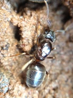 Lasius aphidicola by (c) Raven Dandridge, some rights reserved (CC BY), uploaded by Raven Dandridge. Used under a CC-BY license.