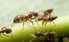 Lasius niger by no rights reserved, uploaded by Philipp Hoenle. Used under a CC0 license.